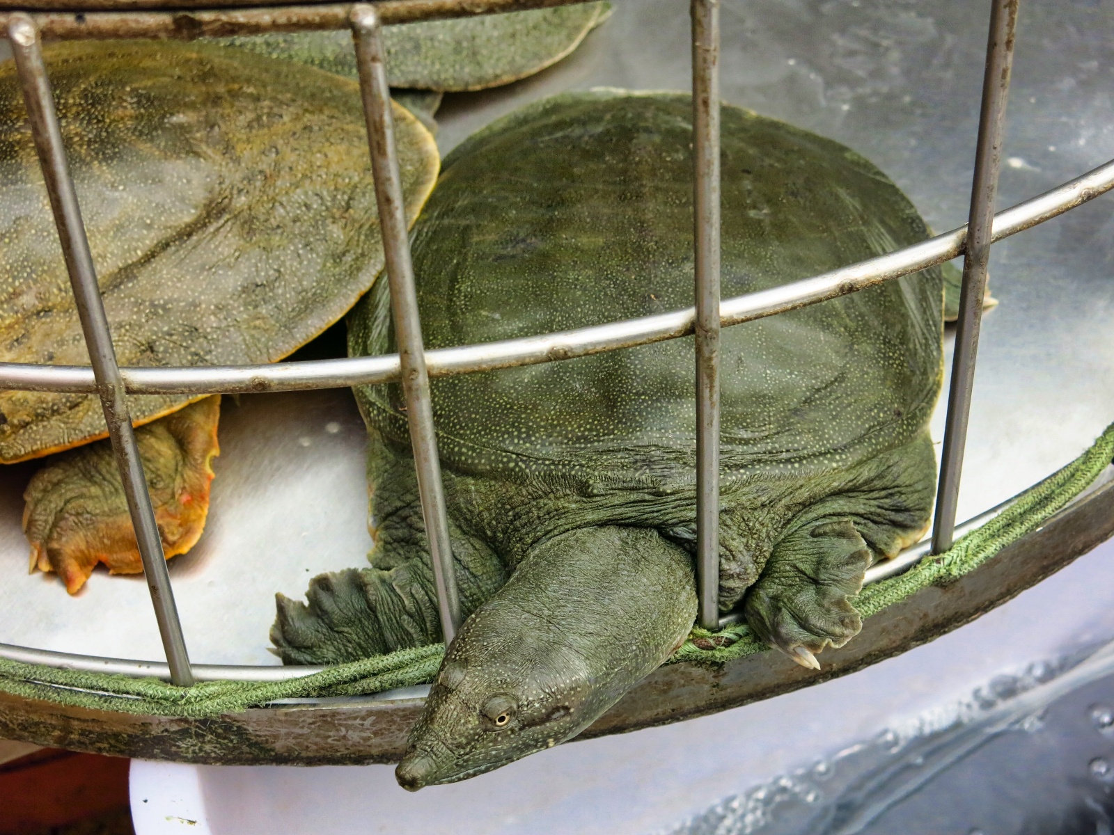 Skildpadder